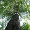Large Oak Tree