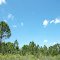 Palmetto Pine Vista