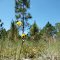 Wild Flowers