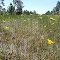 Wild Flowers
