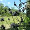 Wild Flowers