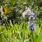 Wild Flowers