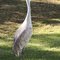 Florida Sandhill Crane