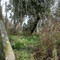 Swamp behind 1049 Helmsdale Dr.
