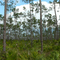 Pine Rockland