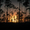 sunset in the forest