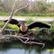 Bird in the everglades
