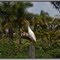 Cattle Egret
