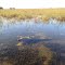 Alligator In Everglades
