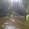 Downed trees in the Boy River