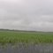 This part of Rice Lake is too shallow