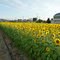 ひまわり畑@福井市灯明寺町 Sunflowers