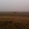 misty field