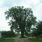 Tree in the road