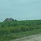 Hidden barn on Mockingbird