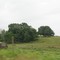 Treed field on 350th