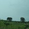 Silo and cows off 350th