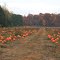 Pumpkin Patch, Six Mile Road & Dixboro Road, Salem Township (South Lyon), Michigan