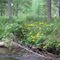 Wild flowers on the Sturgeon River