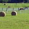 Horses and Hay rolls beside David Hwy