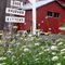 Eggs, Rhubarb.....& KITTENS?