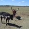 Longhorns