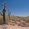 Saguaro Cacti, Arizona