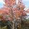 The Kalkaska Shoe Tree 2007
