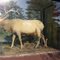 Atlanta Elk