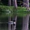 A Female Loon carrying her chicks under her wings. Atlanta, Michigan