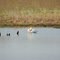 A Swan in East Jordan