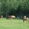 Elk Farm, Hillman, Michigan