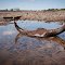 Buffalo skull during river drawdown