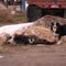 Dead Cow beside Big 4 Ave