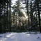 Ethel Walker Woods Winter