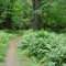 Path in Ethel Walker Woods