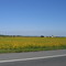 Soybean fields in Delaware countryside