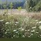 Wildflowers of Pennsylvana
