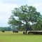 cattle chillin in the shade, Lumberton Fla (5-2008)