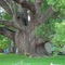 largest camphor tree in Florida, Richland Fla (5-2008)