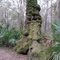 Very Old Oak Tree Next to Trail