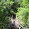 Wood Walk