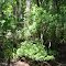Wild Shrub