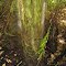 Unique Tree Trunk