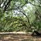 Oak Tree