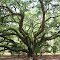 Oak Tree