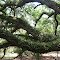 Oak Tree