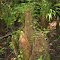 Cypress Knee, Vines