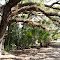 Oak Trees Hanging Over Path
