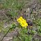 Wild Flowers